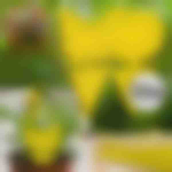 Лепкави Капани за Мухи (10 бр.) | BUGILURE