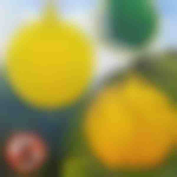 6 броя висящи капани за мухи | BUGIORB