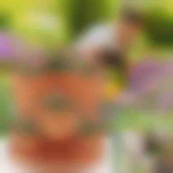 Саксии за цветя с регулируема височина (3 броя) | PLANTUP